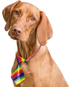 Cravatta Formale per animali domestici - con colletto regolabile 